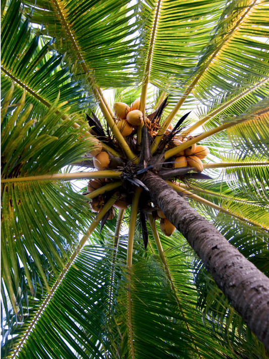 About Wild Coconuts